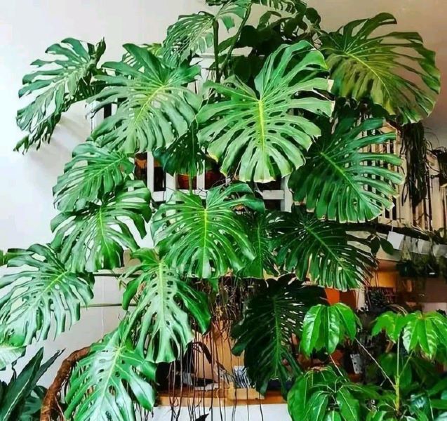 好养的大型绿植有哪些「好养的大型绿植有哪些 室内」_1